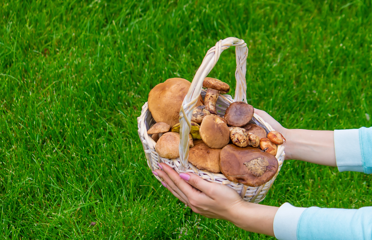 Grzybobranie w lasach wokół Lubina: kiedy, gdzie i jak bezpiecznie